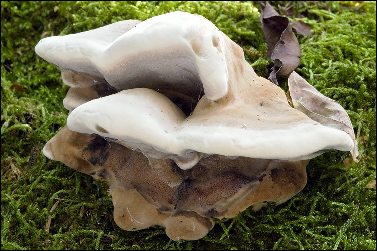 Image de Polypore enfumé