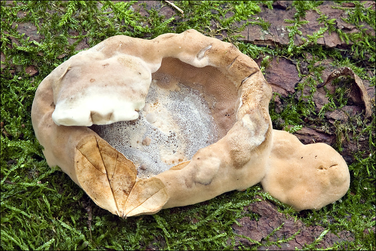 Image de Polypore enfumé