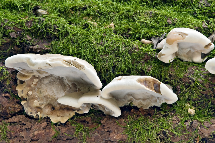 Image de Polypore enfumé