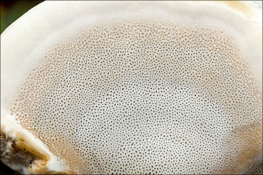 Image de Polypore enfumé