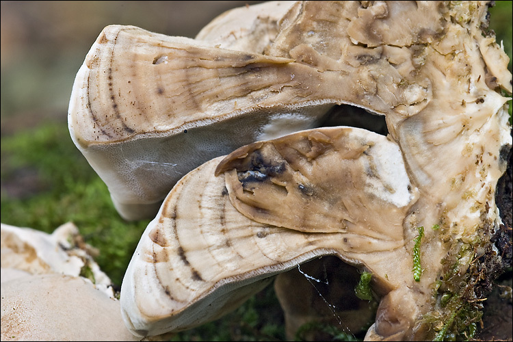 Image de Polypore enfumé