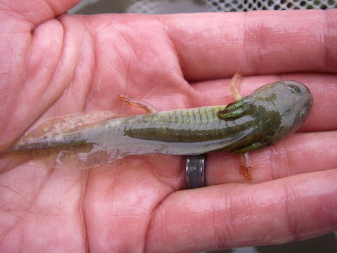 Image of California Tiger Salamander