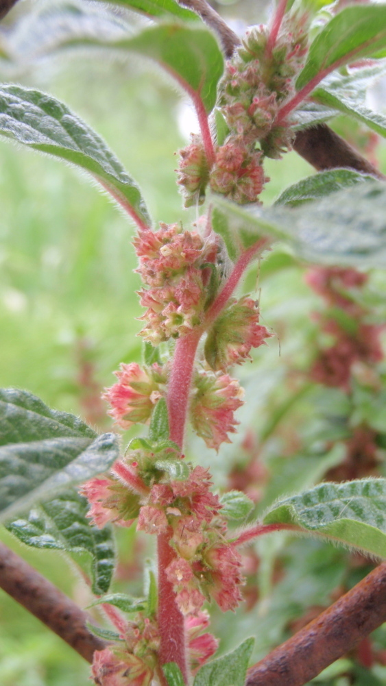 Image of pellitory-of-the-wall