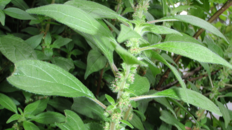 Image of pellitory-of-the-wall