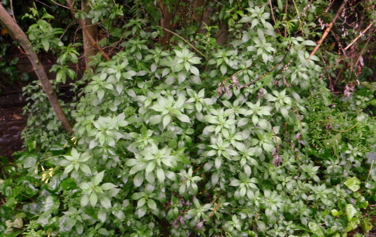 Image of pellitory-of-the-wall