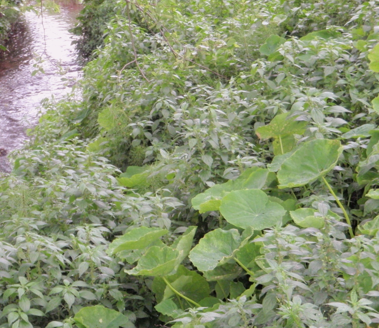 Image of pellitory-of-the-wall