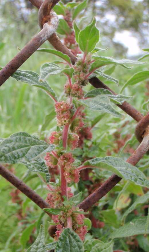 Image of pellitory-of-the-wall