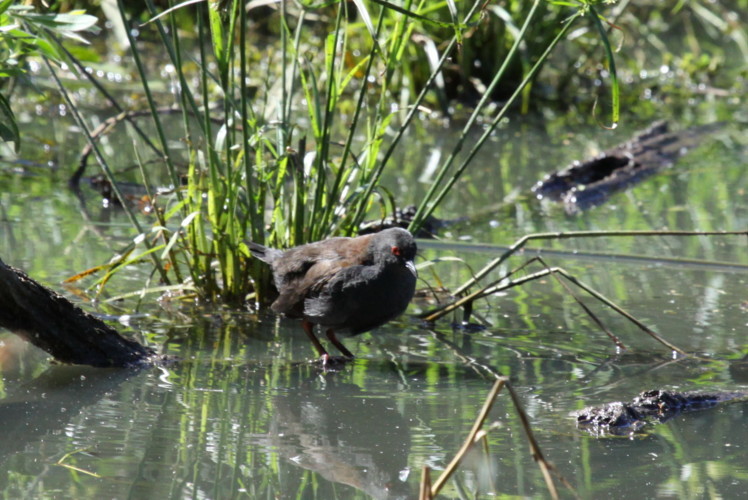 Image of <i>Porzana tabuensis</i>