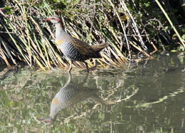 Image of Buff-banded rail