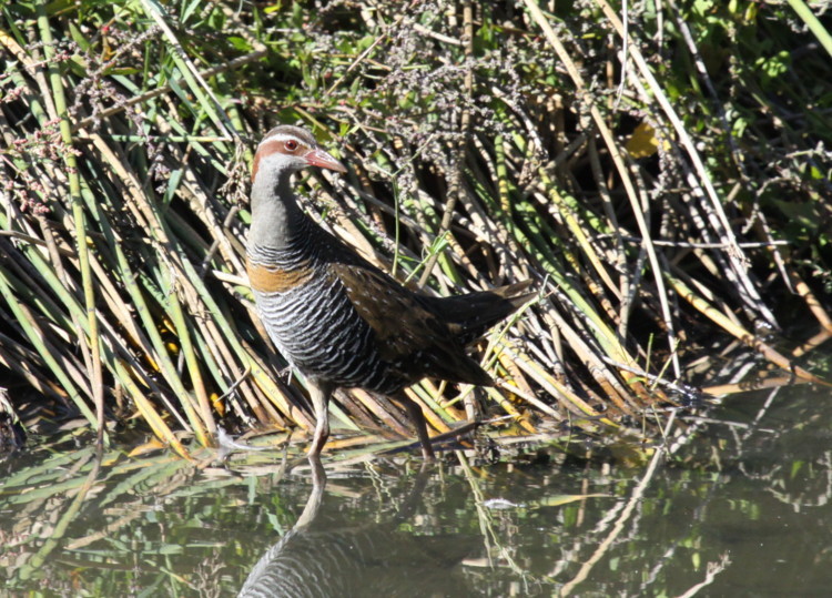 Image of Buff-banded rail