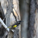 Image of New Holland Honeyeater