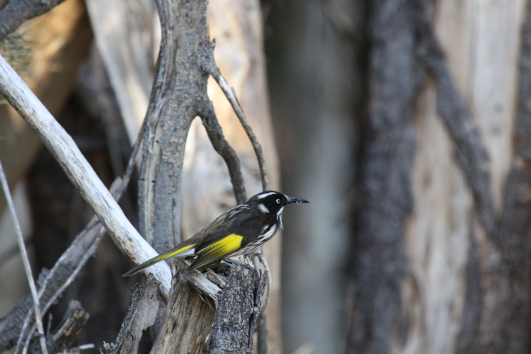 صورة Phylidonyris novaehollandiae (Latham 1790)