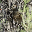 Imagem de Pachycephala Vigors 1825