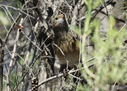 Imagem de Pachycephala rufiventris (Latham 1801)