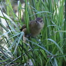 Image of Australian Reed Warbler