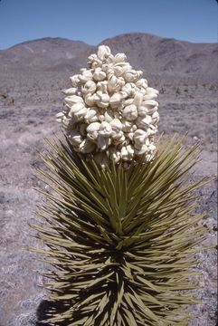 Image of Joshua tree