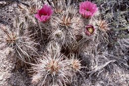 Image of Engelmann's hedgehog cactus