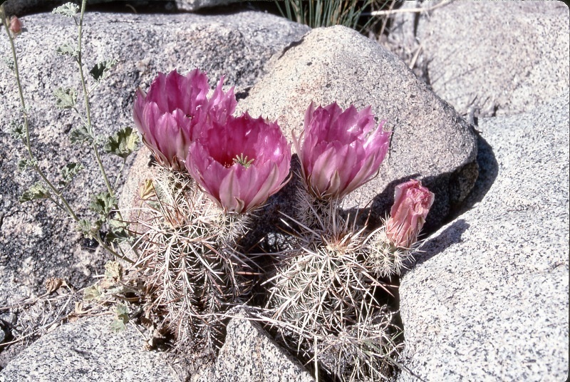 Image of Engelmann's hedgehog cactus