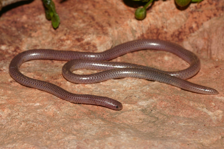 Image of Western Blind Snake