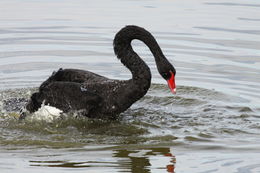 Image of Black Swan