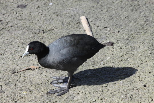 Imagem de Fulica atra Linnaeus 1758