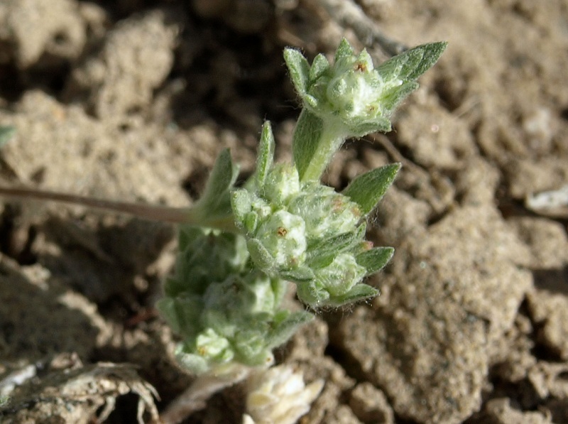 Image of baretwig neststraw