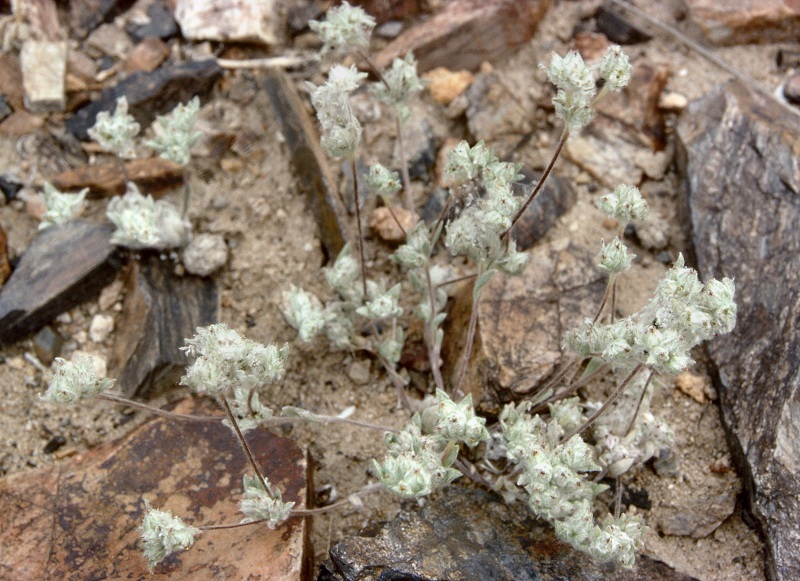 Слика од Stylocline psilocarphoides M. E. Peck