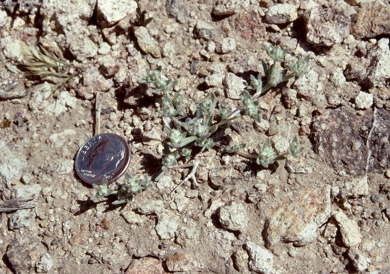 Image of baretwig neststraw