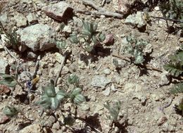 Слика од Stylocline psilocarphoides M. E. Peck