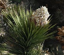 Image of Joshua tree