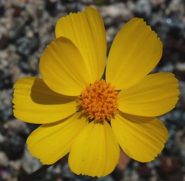 Image de <i>Coreopsis bigelovii</i>