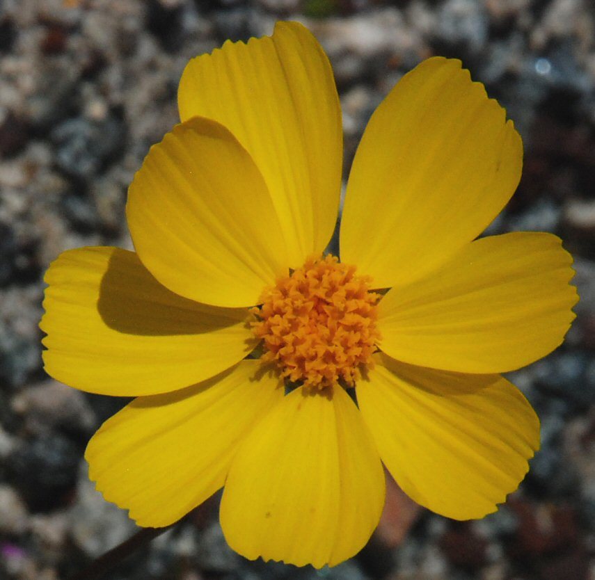 Image of <i>Coreopsis bigelovii</i>