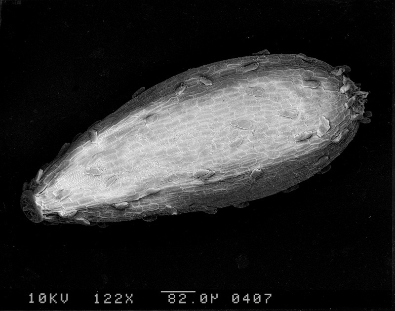 Image of <i>Logfia filaginoides</i>