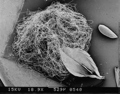 Image of woollyhead neststraw