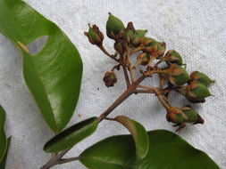 صورة Vismia guianensis (Aubl.) DC.