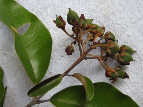 Image of Vismia guianensis (Aubl.) DC.