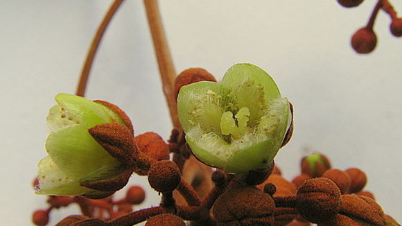 Image of Vismia guianensis (Aubl.) DC.