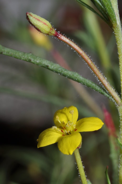 Image of grassland suncup