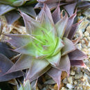 Image of Haworthia cymbiformis var. setulifera (Poelln.) M. B. Bayer