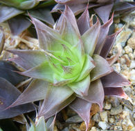 Haworthia cymbiformis var. setulifera (Poelln.) M. B. Bayer resmi