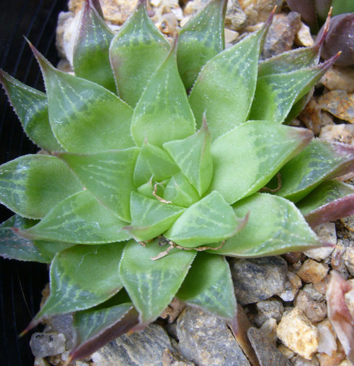 Haworthia turgida var. longibracteata (G. G. Sm.) M. B. Bayer resmi