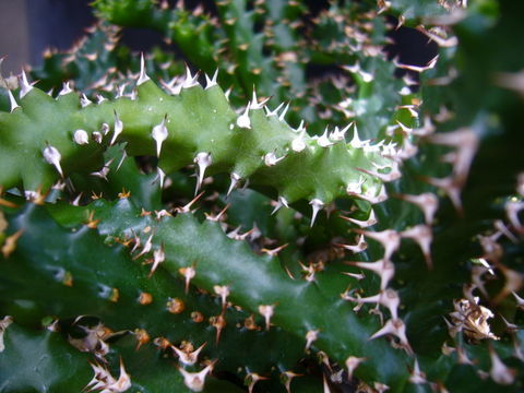 Image of Euphorbia stellata Willd.