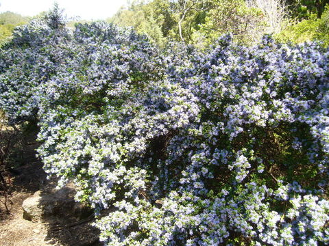 Image of Santa Barbara ceanothus