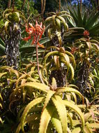 Aloe kedongensis Reynolds resmi