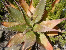 Image of Aloe mubendiensis Christian