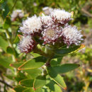 Image of Leucospermum bolusii Gand.