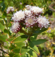 Image of Leucospermum bolusii Gand.