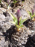 Image of Large blue squill