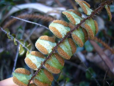 Imagem de Pellaea rotundifolia (G. Forst.) Hook.