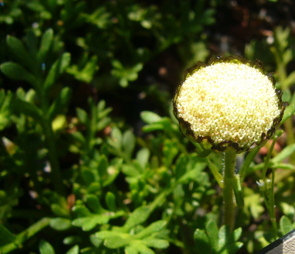 Image of Leptinella pyrethrifolia (Hook. fil.) D. G. Lloyd & C. J. Webb